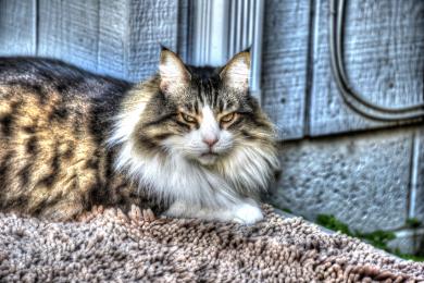 Prečo mačka slintá?