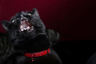 Bláznivý mačacie zákon