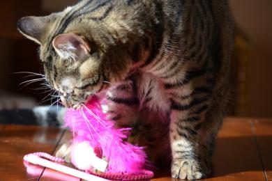 Zábava pre mačacie labky