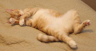 Mačacie polohy pri spánku