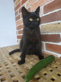 Prečo sa mačky bojí uhoriek?