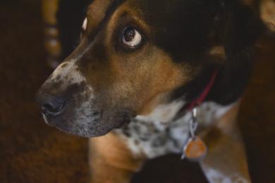 Ako psovi merať teplotu?