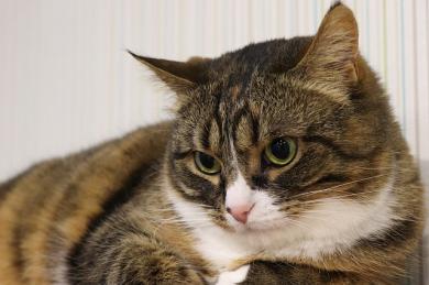 Čo robiť, keď mačka Kálí mimo záchod?