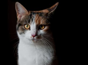 Čo robiť, keď vás mačka v noci budí?