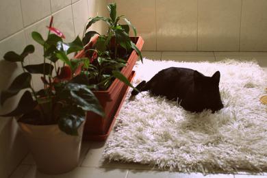 Hrabanie v kvetináči a okusovanie rastlín