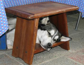 Prečo psy tak radi leží pod stolom?