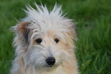 Besnota a očkovanie