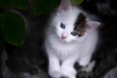 Prvý deň v novom domove