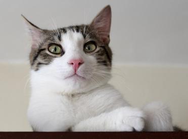 Prečo mačky značkujú?