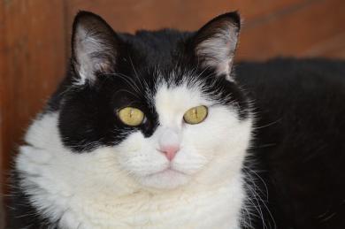 Feromónové terapia pre mačky