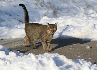 Čo robiť, keď mačka kríva?