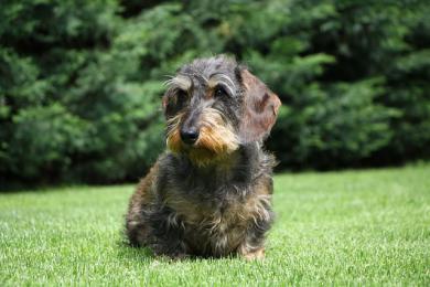 Pes a vypálený trávnik