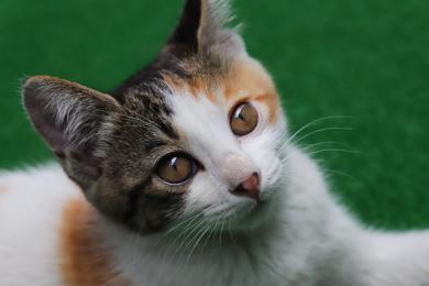 výchovné stratégie