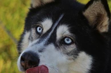 Láska prechádza žalúdkom! Aj tým psím!