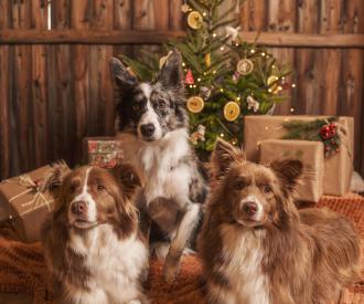 Ako prežiť krásne sviatky a pokojný koniec roka s maznáčikom