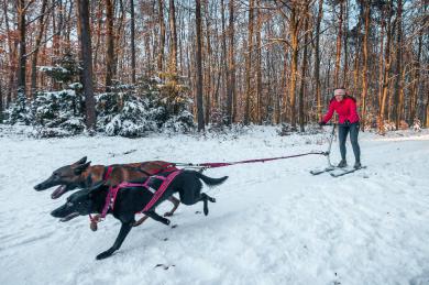 Snehobežka – návrat ku koreňom mushingu