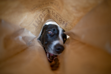 Ako zabaviť psa v byte?