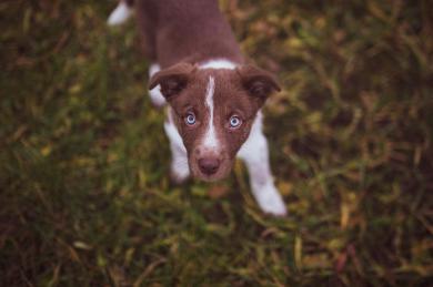 Pes ako darček za vysvedčenie?