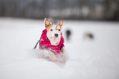 Ako pripraviť psa na zimu?