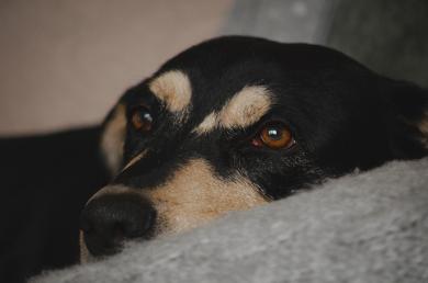 Aj bežné zvuky v domácnosti môžu u psov vyvolávať stres