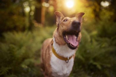 Plánujete dlhší výlet so psom: Na čo nezabudnúť?