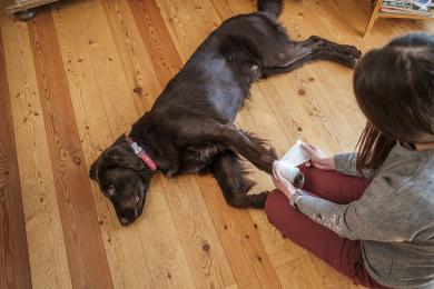 Poznáte zásady prvej pomoci u psov a mačiek?