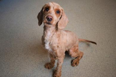 Zanedbaný pes sa zbavil skoro kilogramu splstnatenej srsti a našiel si nový domov