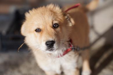 Najobľúbenejšie psie mená roku 2022 podľa AKC