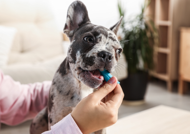 Pes a dentálna hygiena alebo ako udržiavať zdravý chrup nášho maznáčika