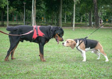 Ako socializovať psíka: Praktické rady pre znášanlivosť s ostatnými psami