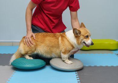 Rehabilitácia pre psov: Typy a ich prínosy