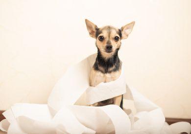 Čo dať psovi na zápchu a ako to riešiť prírodnou cestou?