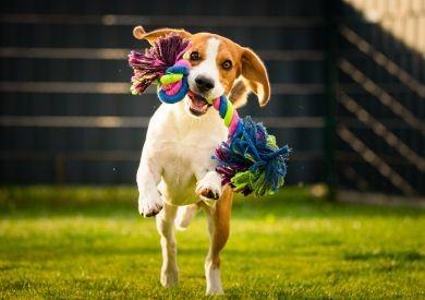 Ako zvoliť vhodný výbeh pre psa