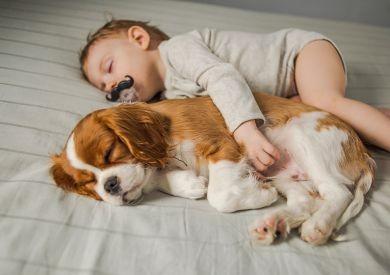 Ako pripraviť psa na príchod bábätka