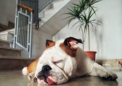 Pes v byte vs. pes na záhrade - čo je pre neho lepšie?