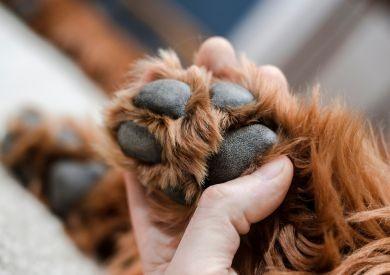 Ako ošetrovať psom packy v prípade kvasiniek alebo podráždenia