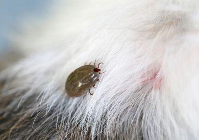 Aké ochorenia môže pes chytiť od kliešťa, aká je liečba a ako sa pred nimi chrániť?