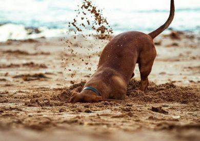 Ako sa pripraviť na dovolenku so psom?