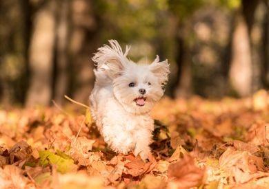 Jesenná prevencia pre zdravie psov