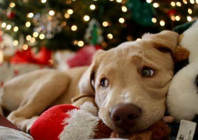 Vianočná inšpirácia pre vašich chlpatých parťákov: čo im nadeliť pod stromček?