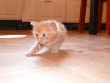 Vianočná inšpirácia pre mačky: prekvapte svojho maznáčika darčekom, ktorý si zamiluje