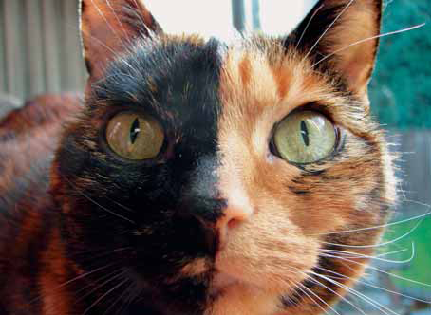 Čo potrebujú mačky