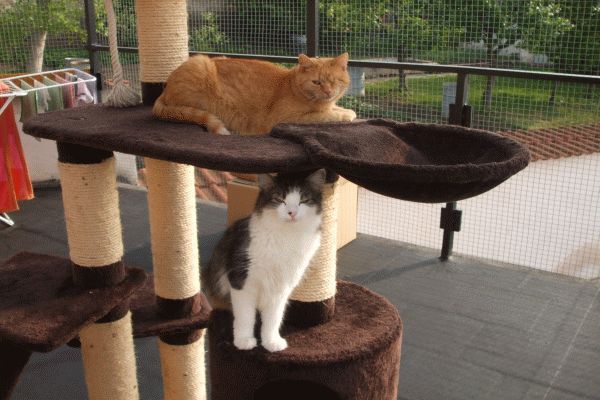 O.S. Srdcom pre mačky