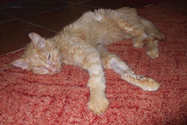 Trpký príbeh vývojovo zaostalé mačičky Hanulky