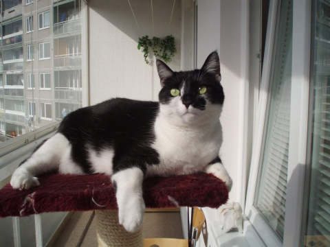 neúnavné pozorovateľky