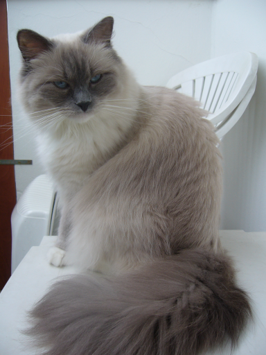 Protestné močenie a kalenie