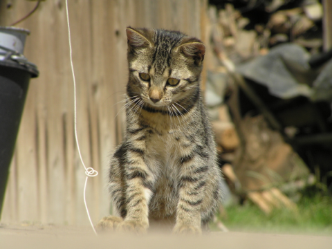 Príznaky chorôb u mačiek