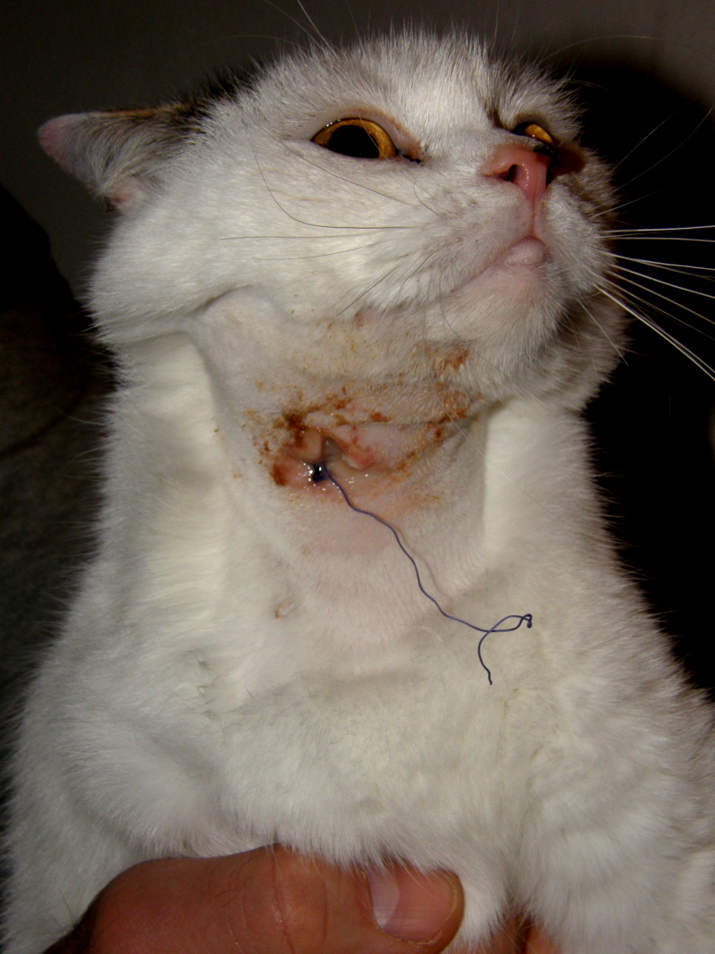 KIKI aneb rozprávka o ľudské ruky