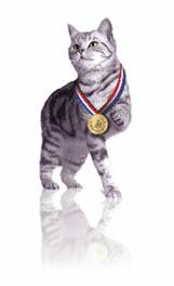 Zvoľte zvieracieho hrdinu, ktorý vás chytí za srdce