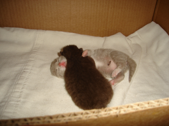 Ručné odchov mačiatok